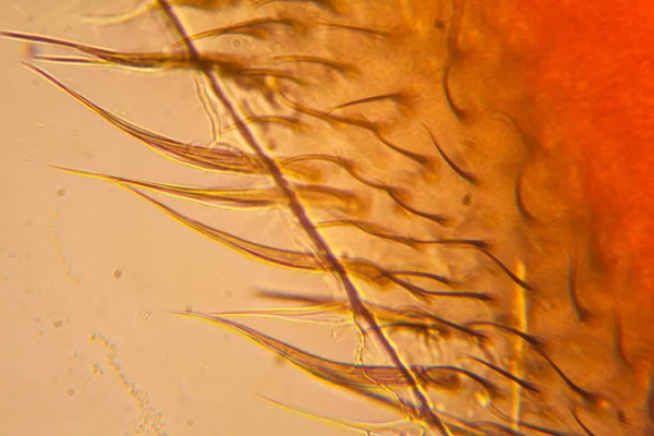 Mikroskop kanadında arı