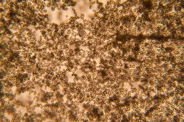 Molde Microscopio — Foto de Stock