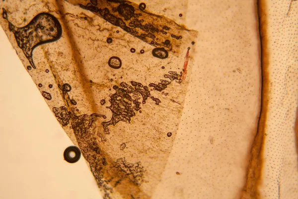 Palomena Prasina Křídlo Mikroskopu — Stock fotografie