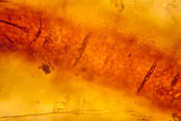 Palomena Asa Prasina Microscópio — Fotografia de Stock