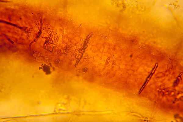 Palomena prasina wing at the microscope
