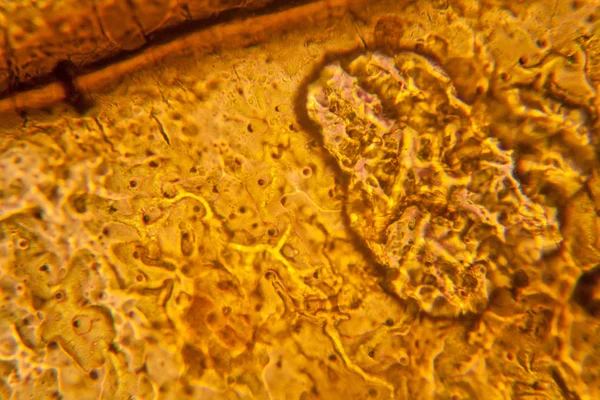 Palomena Prasina 翼在显微镜下 — 图库照片