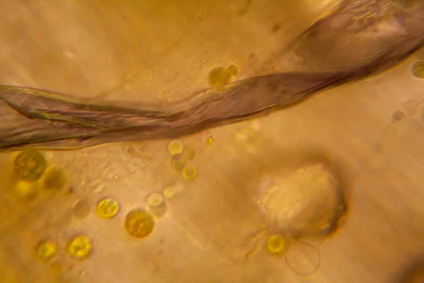 Гниле Листя Мікроскопі — стокове фото