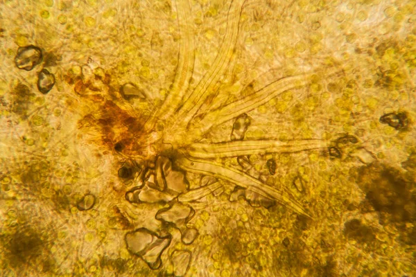 Mikroskop Çürümüş Yaprak — Stok fotoğraf