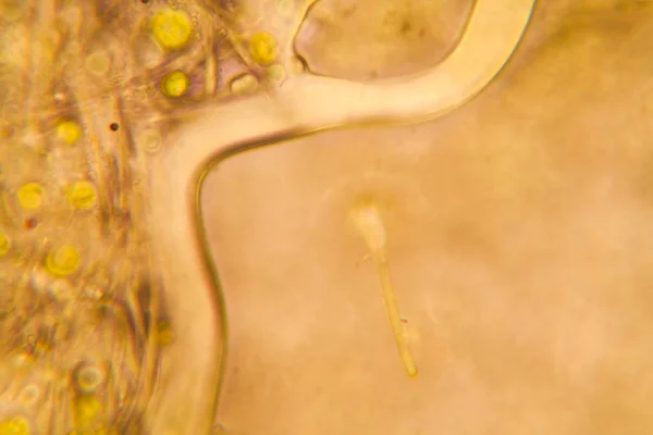 Микроскопический Обзор Организмов Мягкой Воде Гнилой Растительностью — стоковое фото