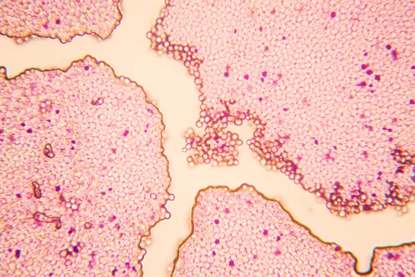 顕微鏡で酵母します — ストック写真