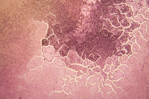 酵母在显微镜 — 图库照片