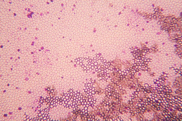 Yeast Microscope — Stock Photo, Image