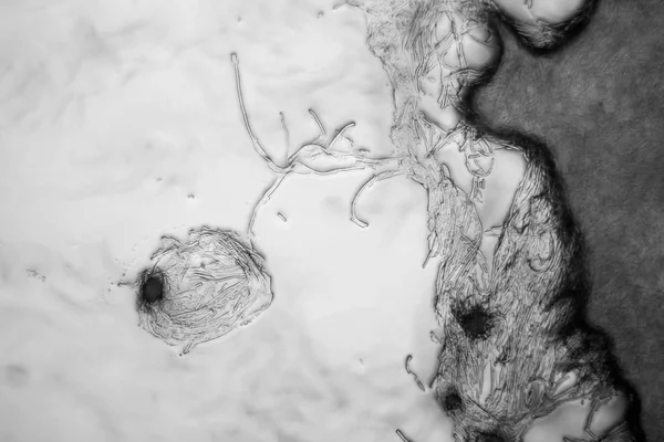 Mold Mikroskop — Stok Foto