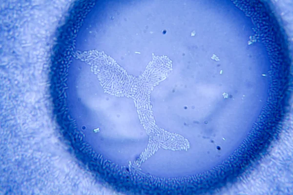 Molde Microscópio — Fotografia de Stock