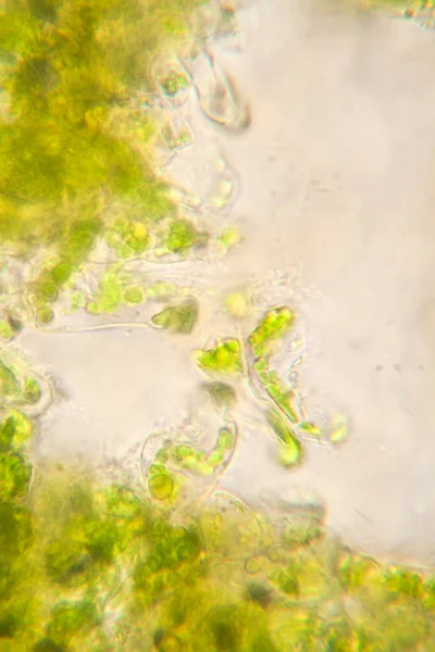Ruttna Löv Mikroskopet — Stockfoto