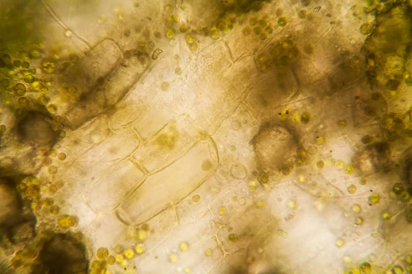 Zetlívající Listí Mikroskopu — Stock fotografie