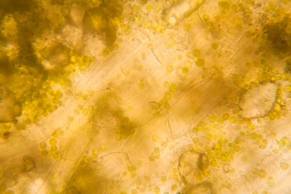 Folhas Podres Microscópio — Fotografia de Stock