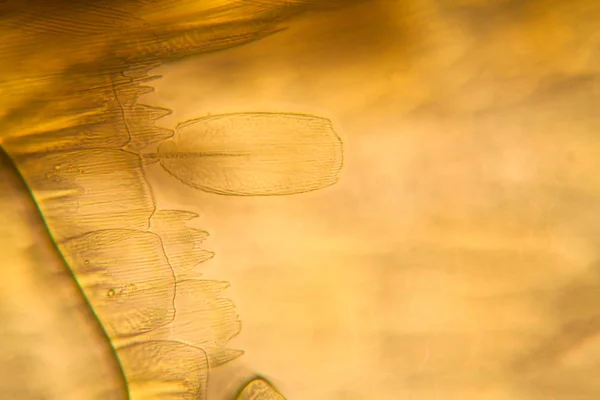 Vista Microscopica Dell Ala Falena Bellissimi Dettagli — Foto Stock