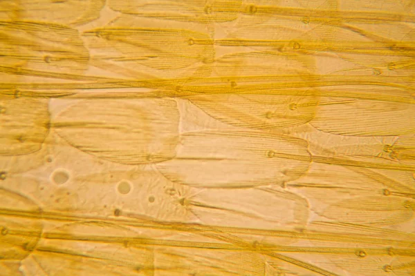 Visão Microscópica Asa Traça Belos Detalhes — Fotografia de Stock