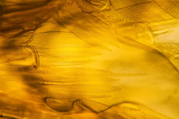 Микроскопический Вид Крыла Моли Красивые Детали — стоковое фото