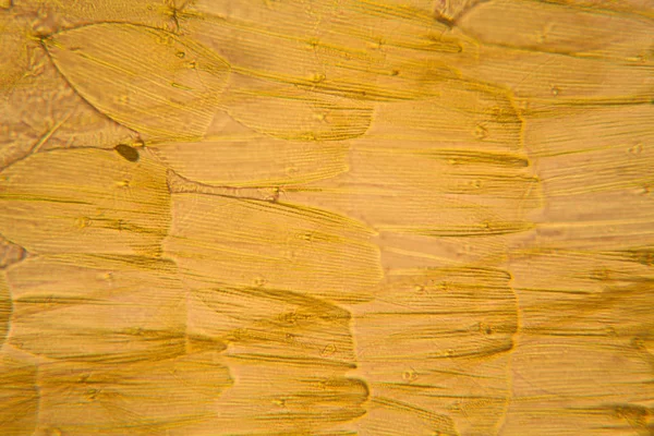 Микроскопический Вид Крыла Моли Красивые Детали — стоковое фото