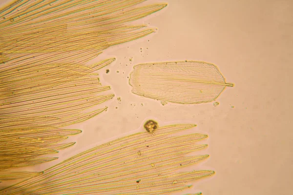 Güve kanat mikroskobik görünümü. Güzel ayrıntıları 