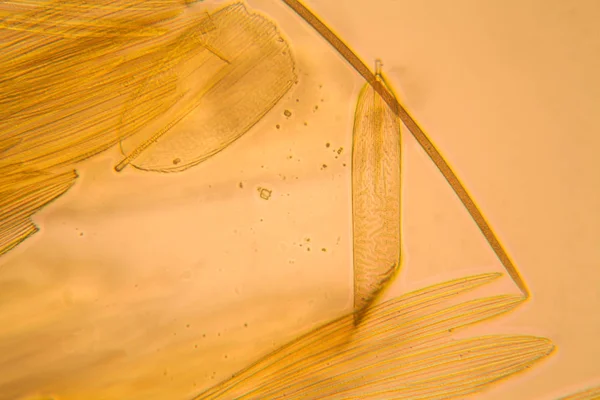 Microscopic View Moth Wing Beautiful Details — Stock Photo, Image