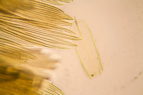 Microscopic View Moth Wing Beautiful Details — Stock Photo, Image