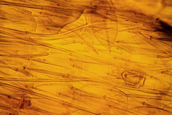 Mikroskopische Ansicht Des Mottenflügels Schöne Details — Stockfoto