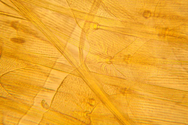 蛾の翼の微視的見解 美しい詳細 — ストック写真