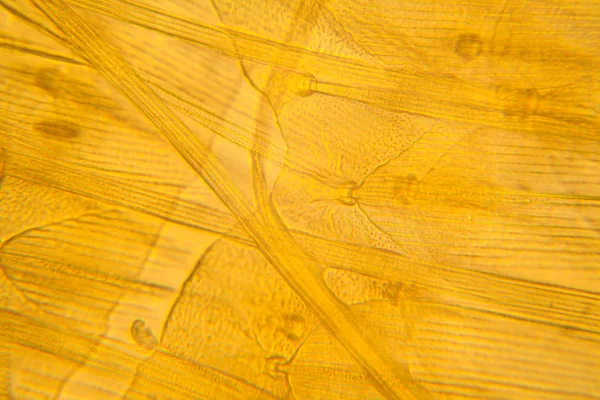 蛾の翼の微視的見解 美しい詳細 — ストック写真
