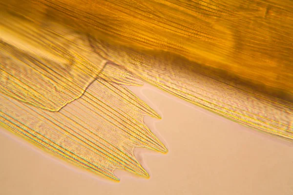 Microscopic View Moth Wing Beautiful Details — Stock Photo, Image