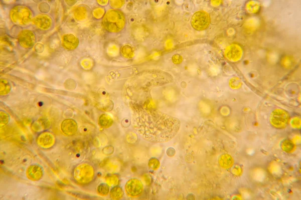 Faulende Blätter Unter Dem Mikroskop — Stockfoto