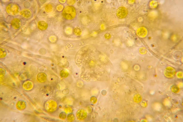 Mikroskop, çürümüş yaprak