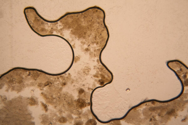 Microscopic view of dirty water drying 