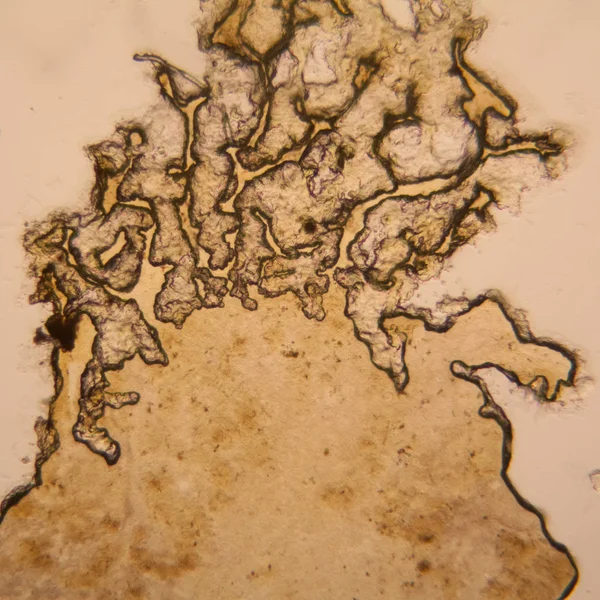 Microscopic view of dirty water drying