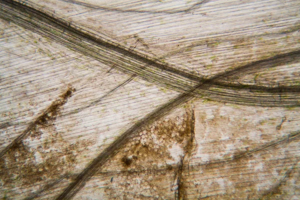 Hojas Podridas Microscopio — Foto de Stock