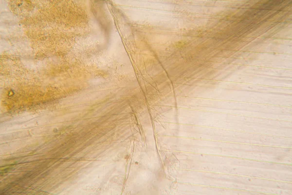 Mikroskop, çürümüş yaprak