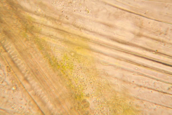 Mikroskop, çürümüş yaprak