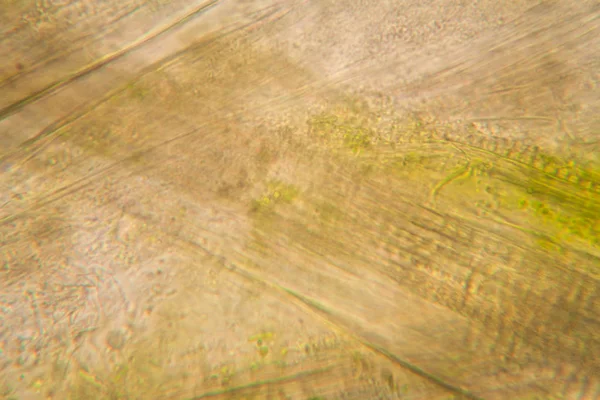 Faulende Blätter Unter Dem Mikroskop — Stockfoto