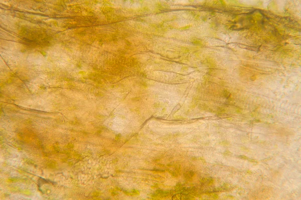 현미경에서 나뭇잎 — 스톡 사진