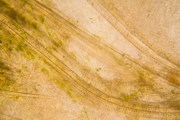 Rotten leaves at the microscope