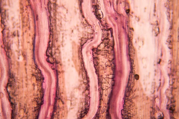 Lale Petal Mikroskop — Stok fotoğraf