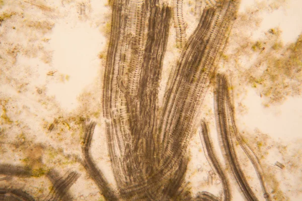 Visão Microscópica Detalhes Caule Tulipa Podre — Fotografia de Stock