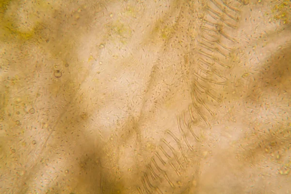 Obraz Mikroskopowy Szczegóły Zgniłe Tulipan Łodygi — Zdjęcie stockowe