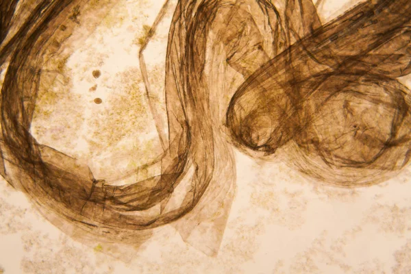 มมองกล องจ ลทรรศน และรายละเอ ยดของต ปเน — ภาพถ่ายสต็อก