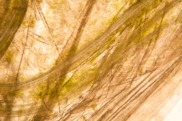 微視的立場と腐ったチューリップの茎の詳細 — ストック写真