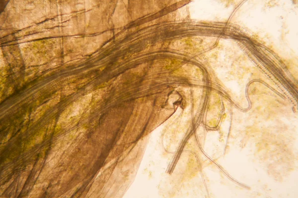 Vista Microscopica Dettagli Del Gambo Tulipano Marcio — Foto Stock