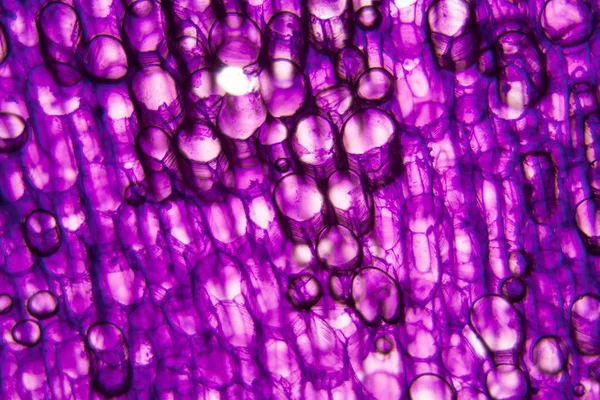 Tulip Macierzystych Komórek Mikroskopie — Zdjęcie stockowe