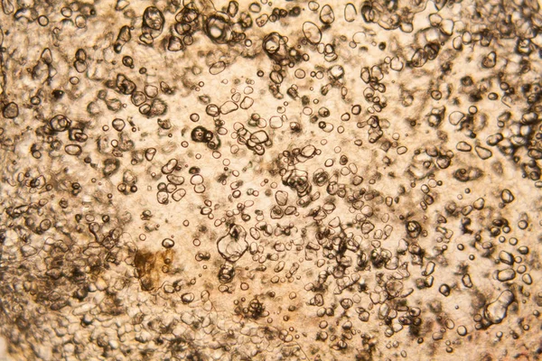Apple Κυττάρων Στο Μικροσκόπιο — Φωτογραφία Αρχείου