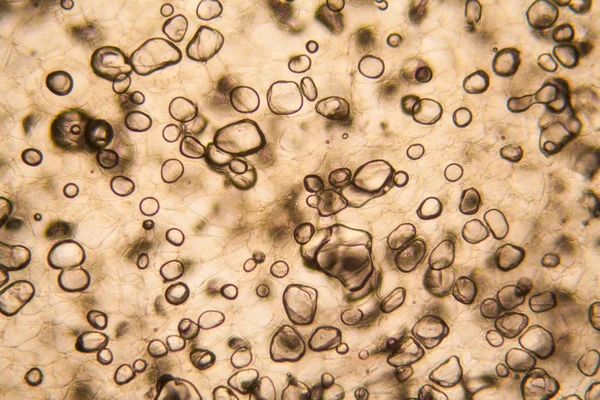 显微镜下的苹果细胞 — 图库照片