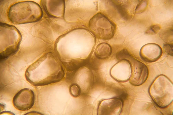 Apple hücreleri mikroskop