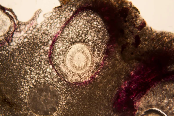 Κύτταρα Ρίζας Κρεμμυδιού Στο Μικροσκόπιο — Φωτογραφία Αρχείου