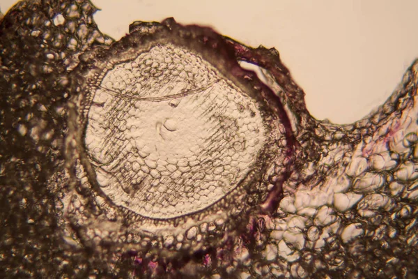 Hagyma Gyökér Sejteket Mikroszkóp — Stock Fotó